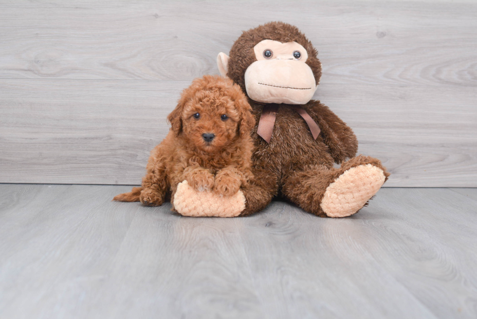 Sweet Mini Goldendoodle Baby