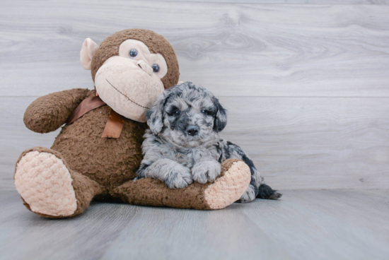 Funny Mini Goldendoodle Poodle Mix Pup