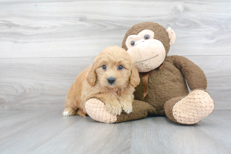 Popular Mini Goldendoodle Poodle Mix Pup