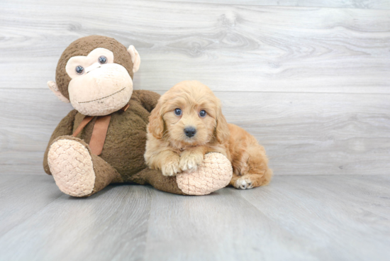 Adorable Golden Retriever Poodle Mix Puppy