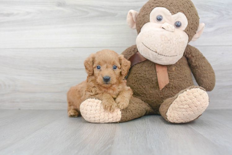 Mini Goldendoodle Pup Being Cute