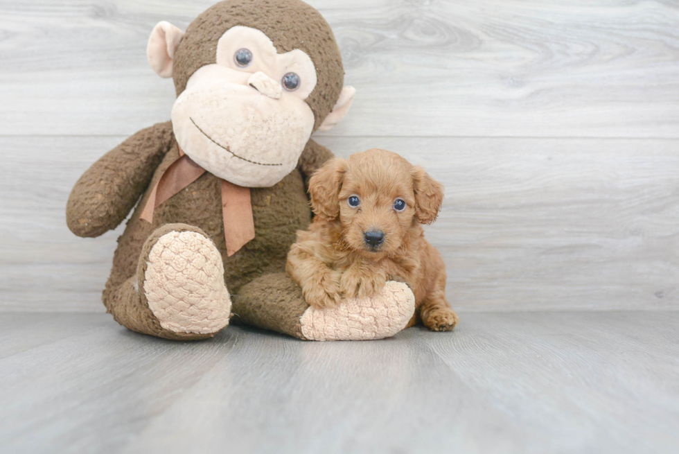 Best Mini Goldendoodle Baby