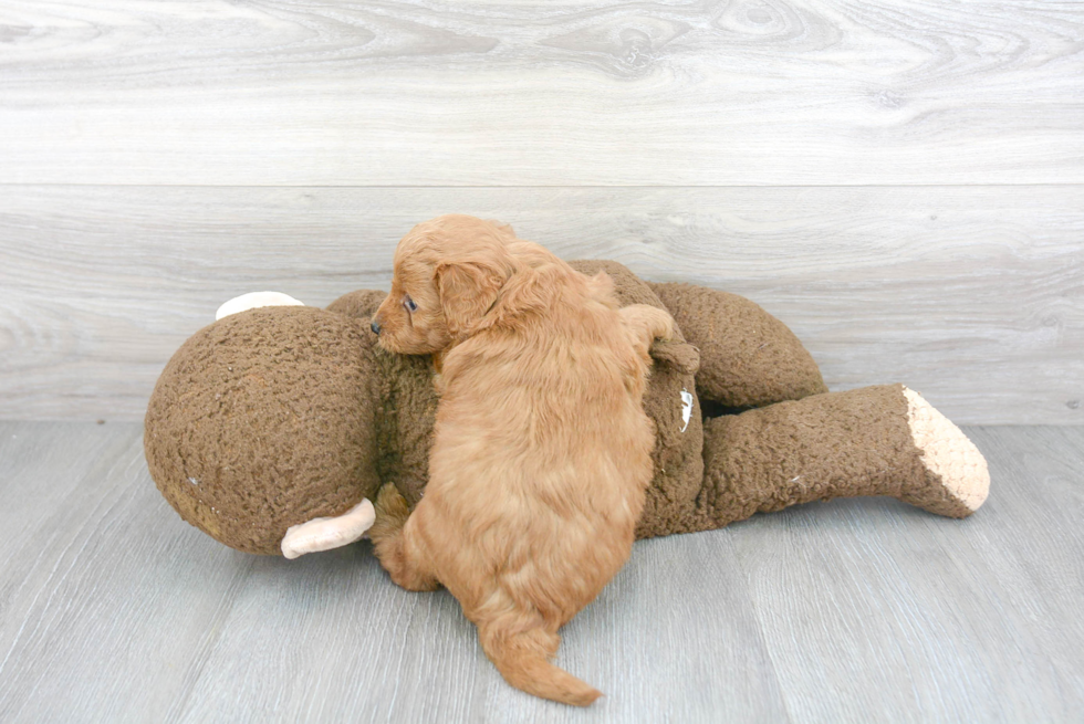 Playful Golden Retriever Poodle Mix Puppy