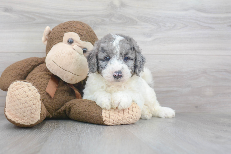 Best Mini Goldendoodle Baby