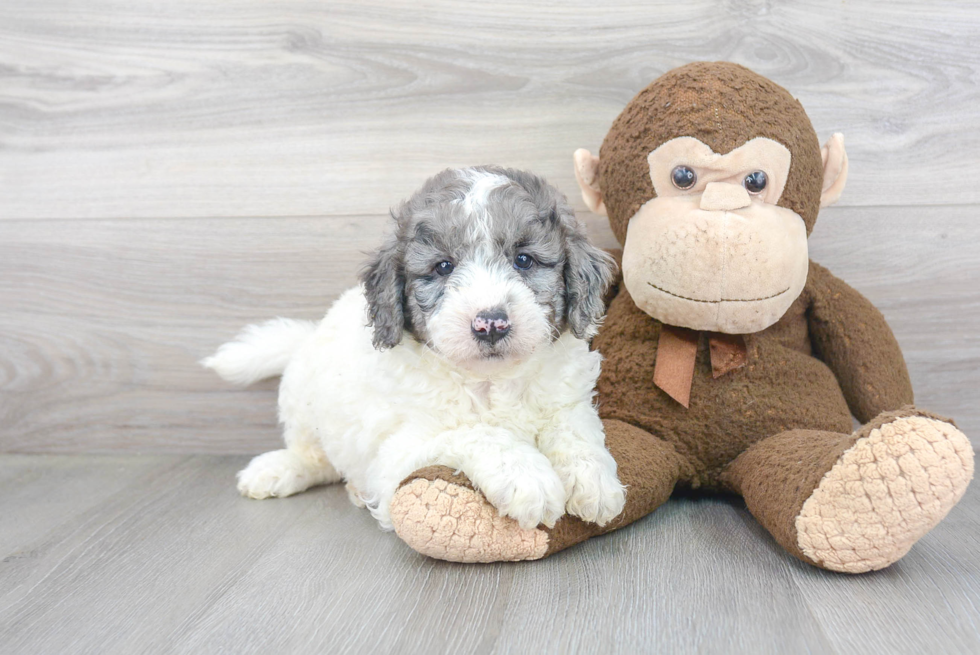 Mini Goldendoodle Puppy for Adoption