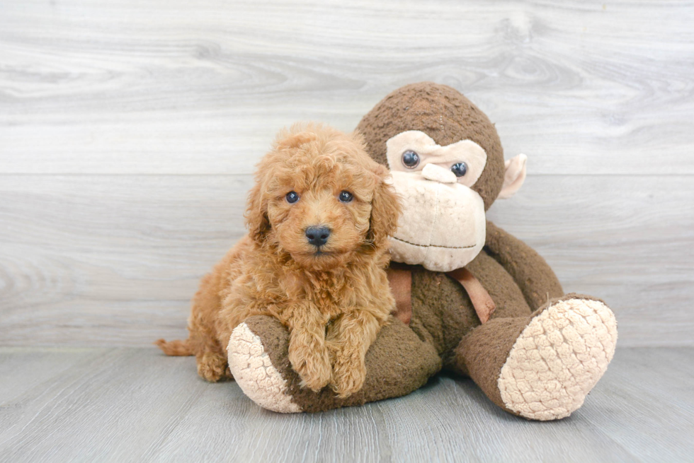 Smart Mini Goldendoodle Poodle Mix Pup