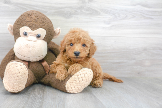 Cute Mini Goldendoodle Baby