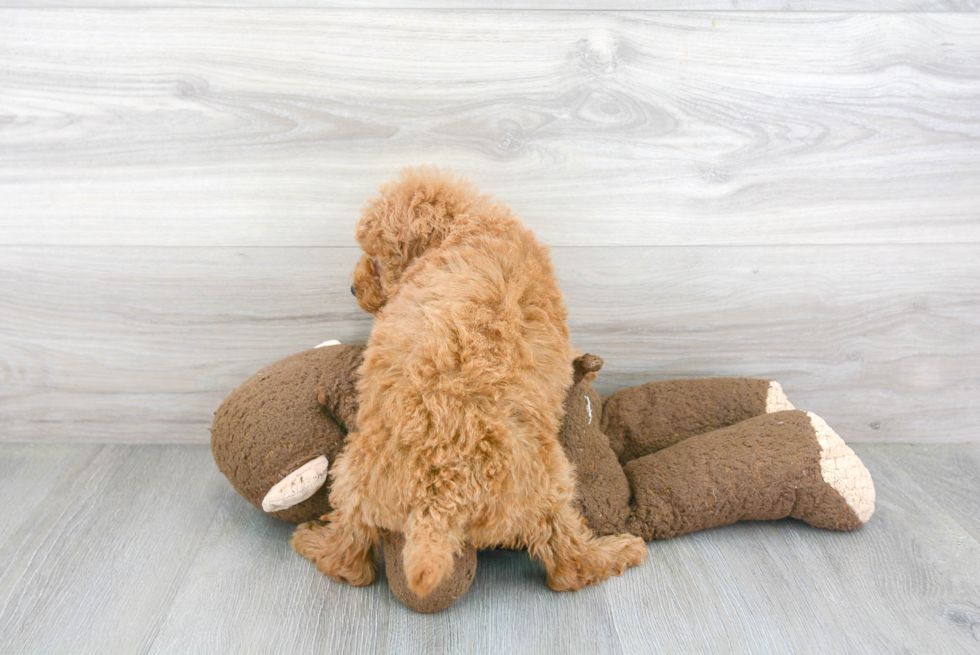 Petite Mini Goldendoodle Poodle Mix Pup