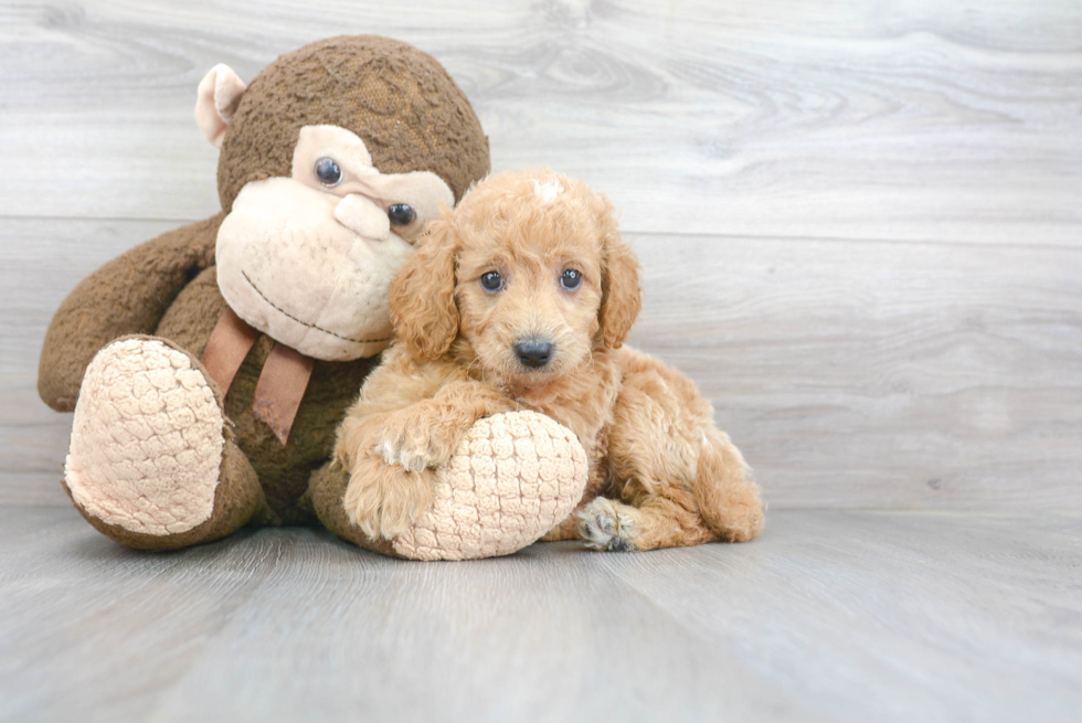 Mini Goldendoodle Puppy for Adoption