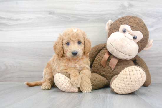 Mini Goldendoodle Puppy for Adoption