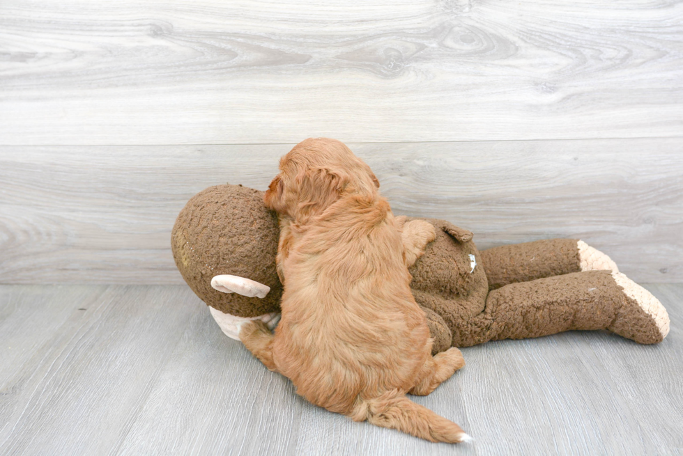 Small Mini Goldendoodle Baby