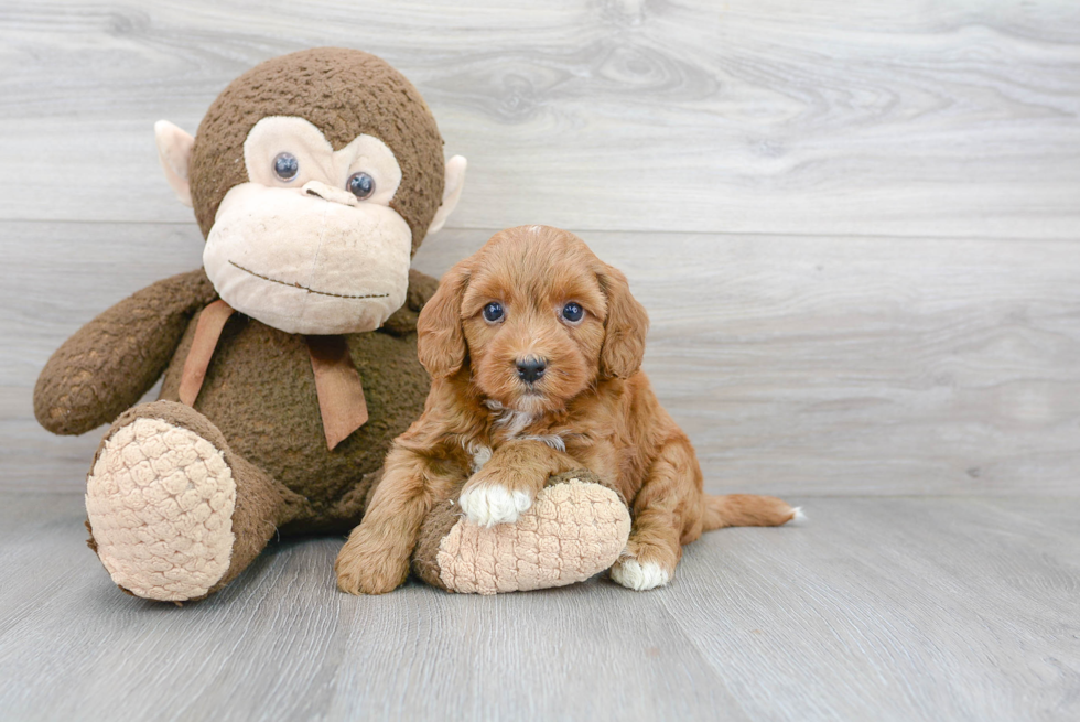 Mini Goldendoodle Pup Being Cute