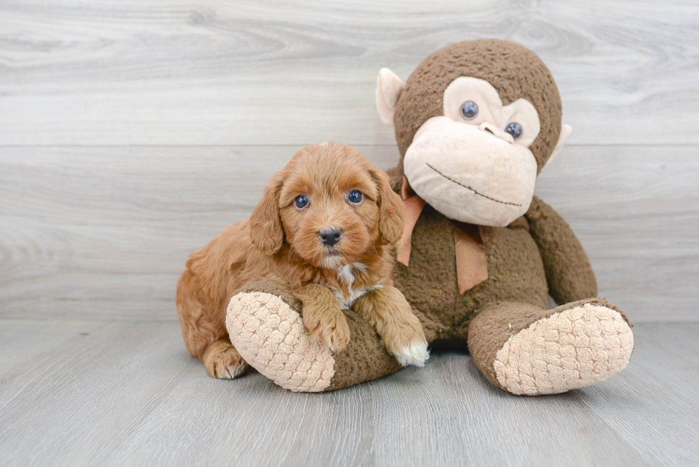 Best Mini Goldendoodle Baby