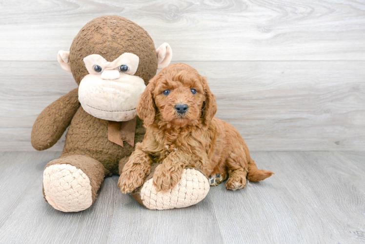 Best Mini Goldendoodle Baby