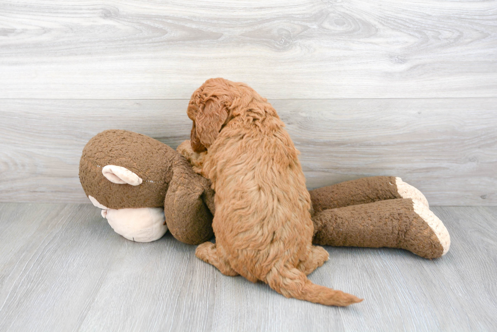 Mini Goldendoodle Pup Being Cute