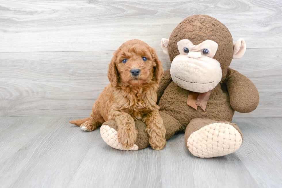 Mini Goldendoodle Puppy for Adoption