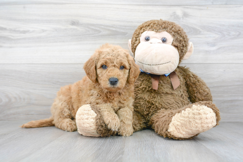 Smart Mini Goldendoodle Poodle Mix Pup