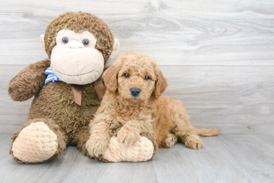 Mini Goldendoodle Pup Being Cute