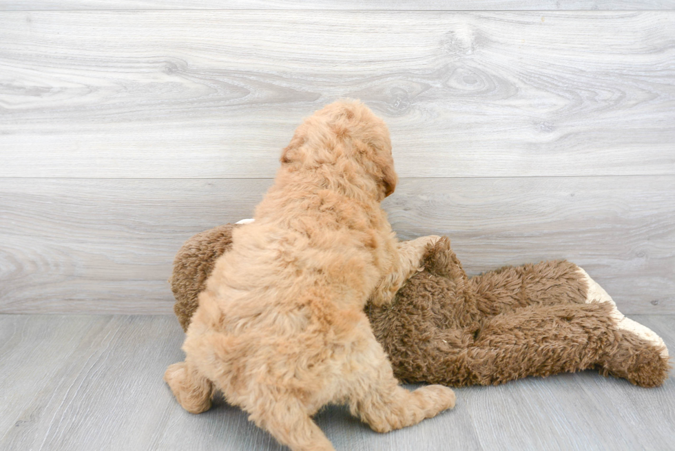 Mini Goldendoodle Pup Being Cute