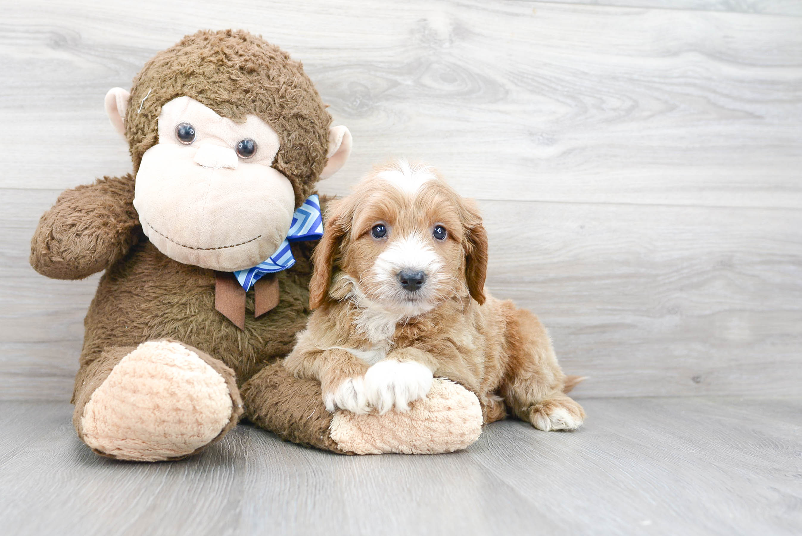 Mini Goldendoodle Puppy for Adoption