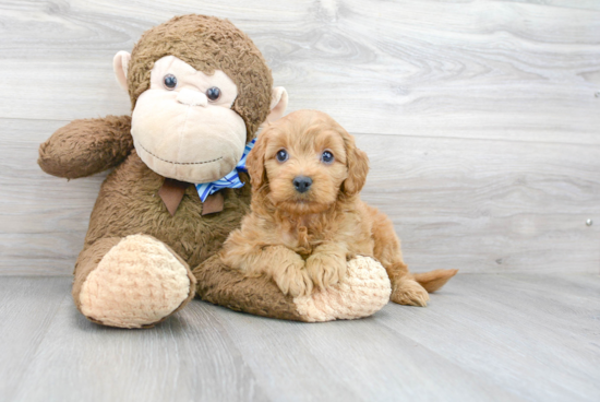 Cute Mini Goldendoodle Baby