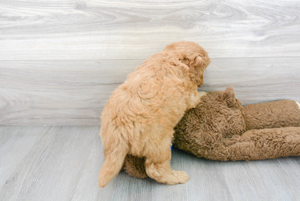 Cute Mini Goldendoodle Baby