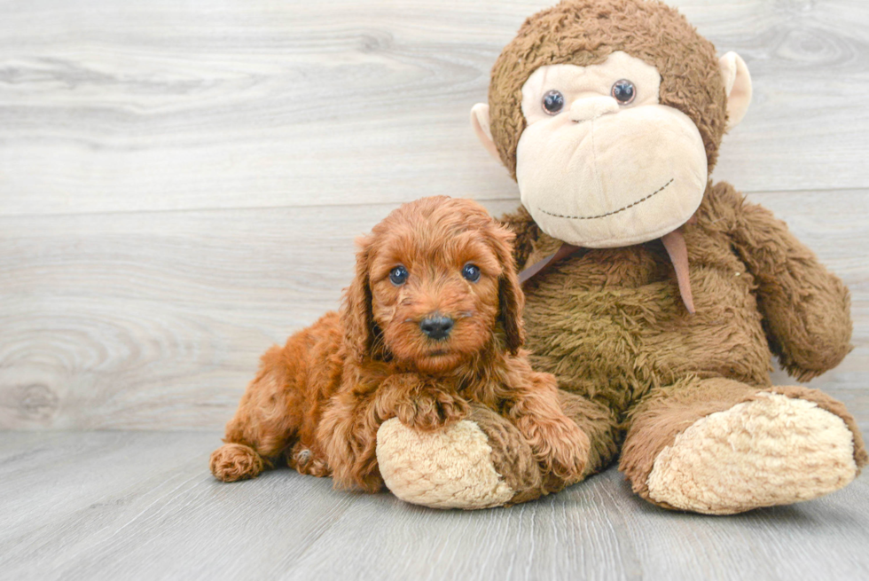 Small Mini Goldendoodle Baby