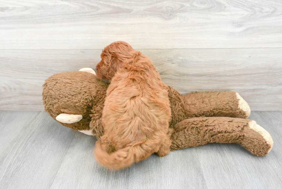 Friendly Mini Goldendoodle Baby