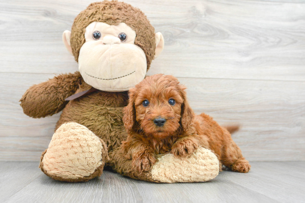 Mini Goldendoodle Puppy for Adoption