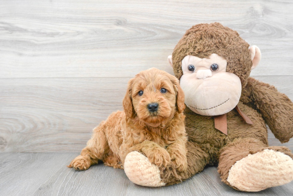 Mini Goldendoodle Puppy for Adoption