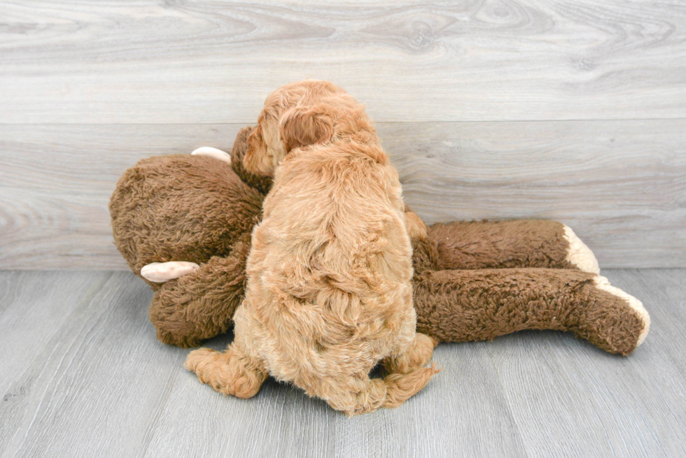 Playful Golden Retriever Poodle Mix Puppy