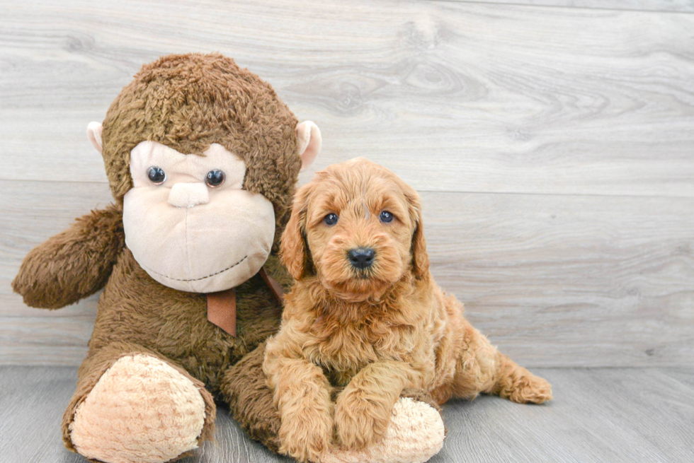 Hypoallergenic Golden Retriever Poodle Mix Puppy