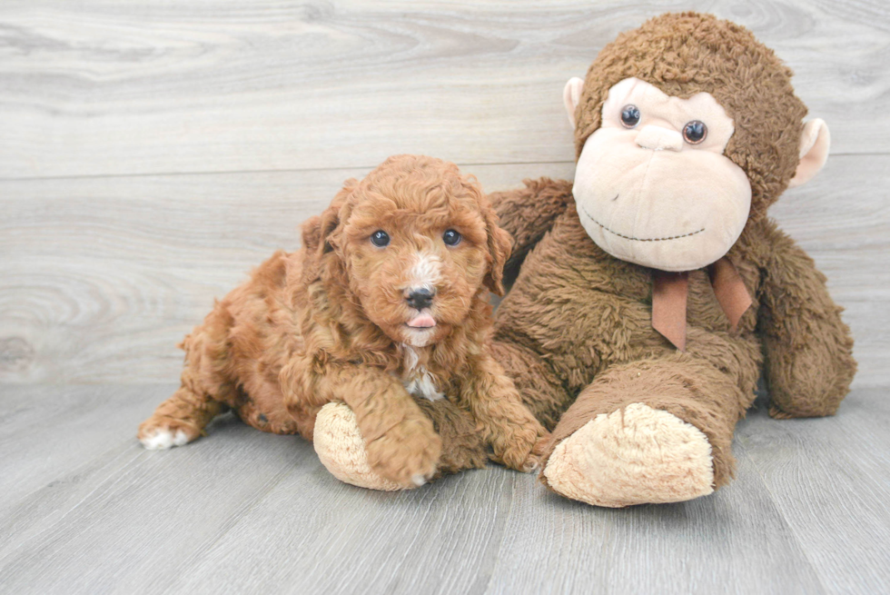 Friendly Mini Goldendoodle Baby