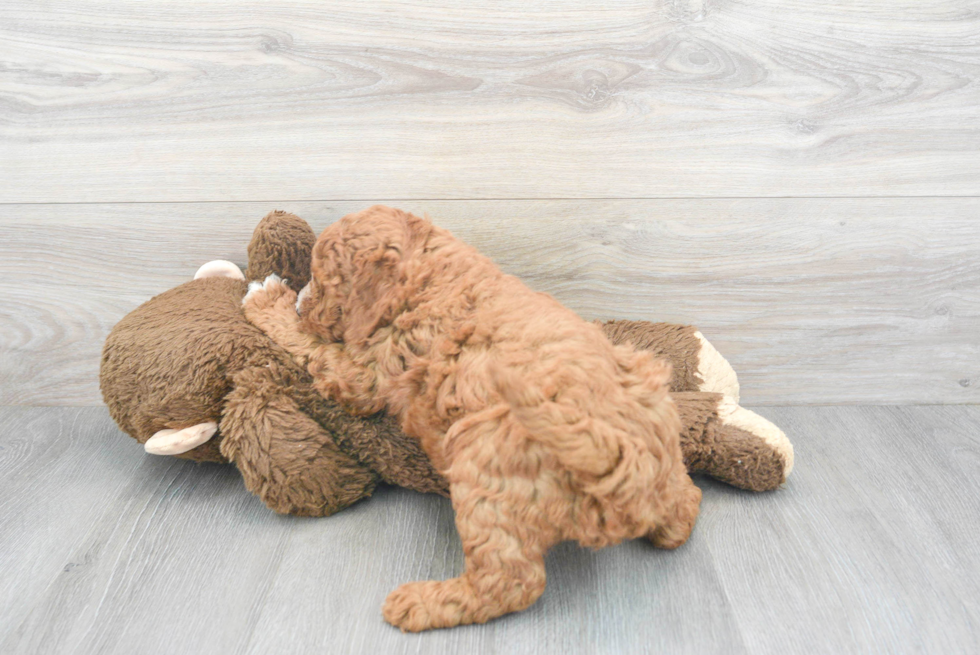 Energetic Golden Retriever Poodle Mix Puppy