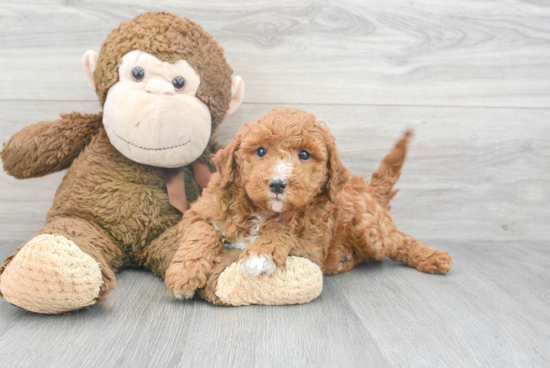 Petite Mini Goldendoodle Poodle Mix Pup