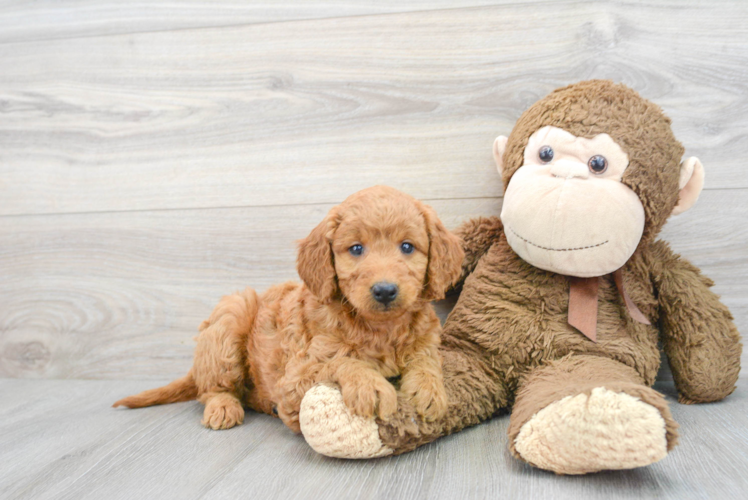 Fluffy Mini Goldendoodle Poodle Mix Pup