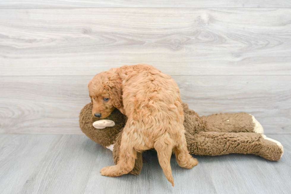 Best Mini Goldendoodle Baby