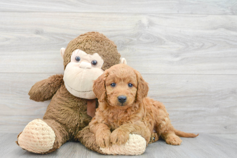 Energetic Golden Retriever Poodle Mix Puppy