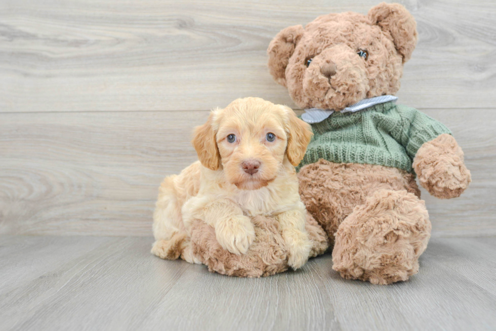 Hypoallergenic Golden Retriever Poodle Mix Puppy