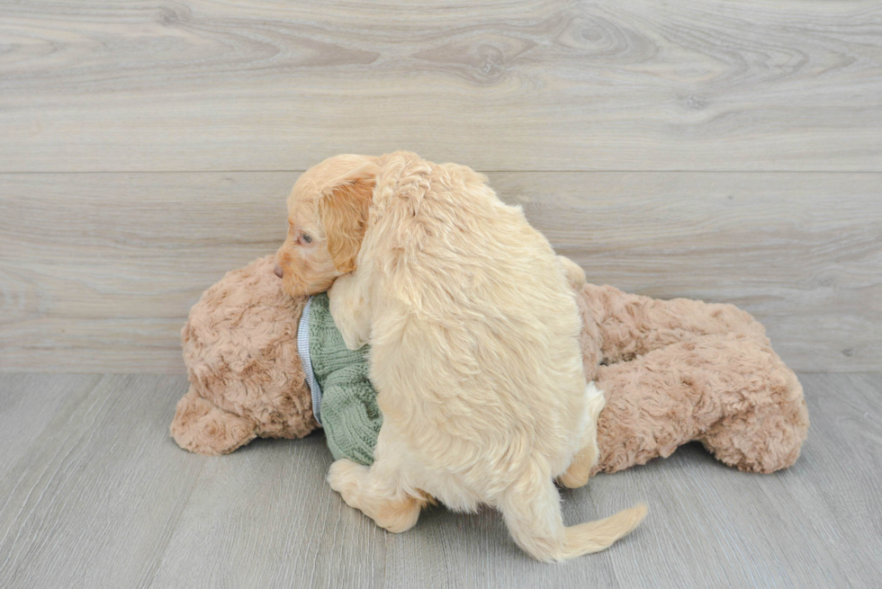 Mini Goldendoodle Pup Being Cute