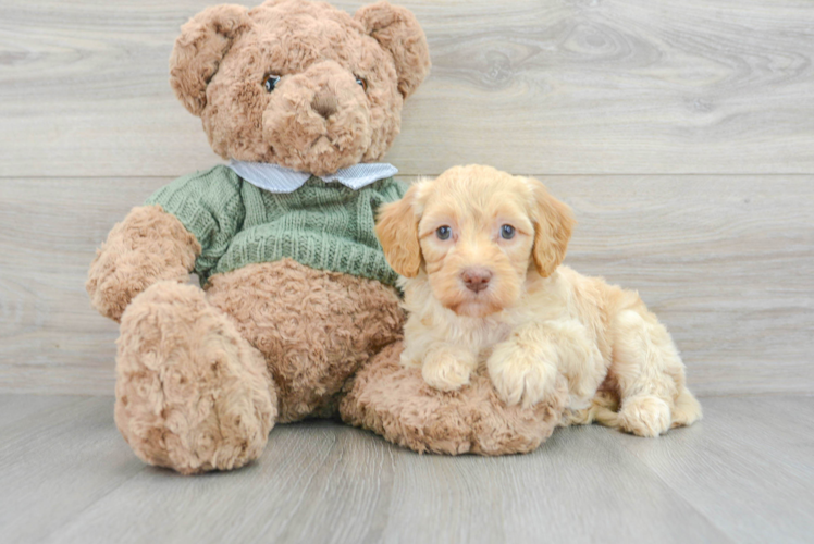 Best Mini Goldendoodle Baby