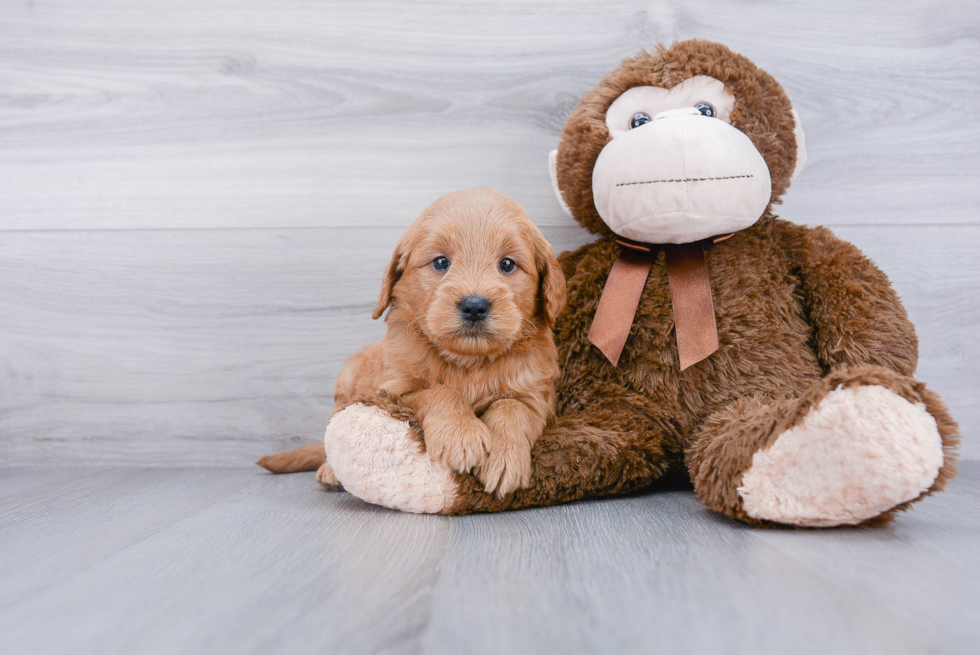 Mini Goldendoodle Puppy for Adoption