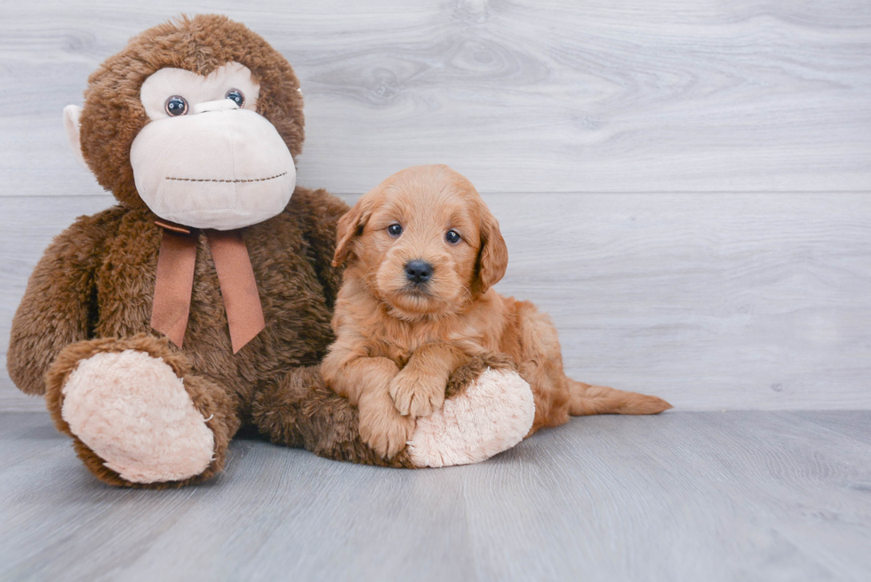 Fluffy Mini Goldendoodle Poodle Mix Pup