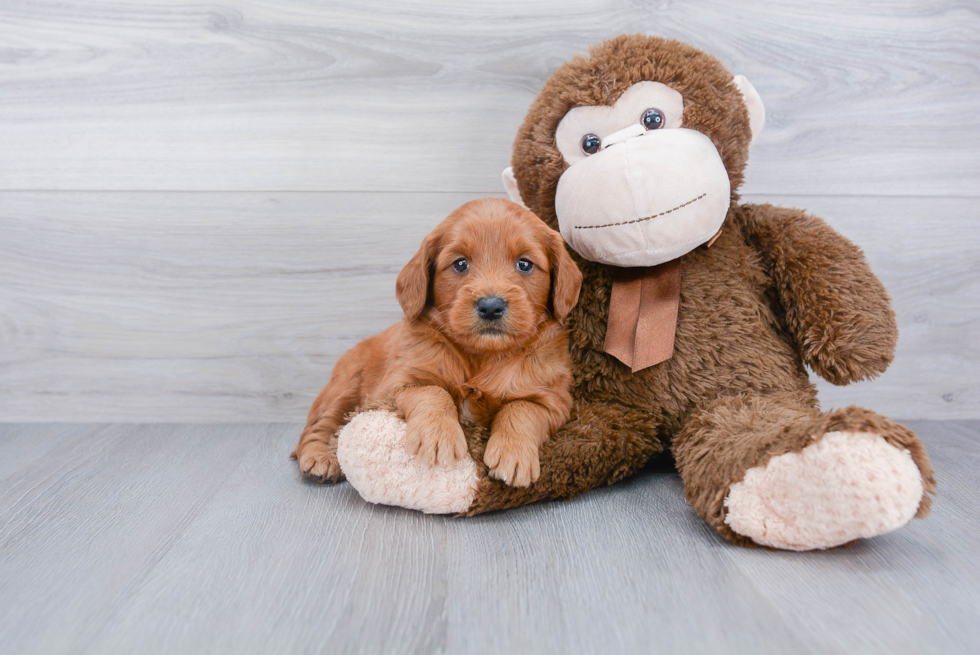 Mini Goldendoodle Pup Being Cute