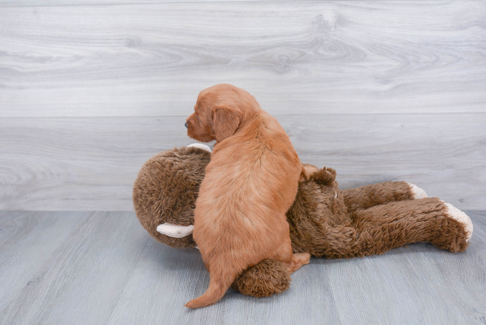 Sweet Mini Goldendoodle Baby