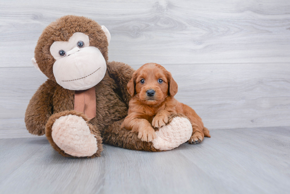 Mini Goldendoodle Pup Being Cute