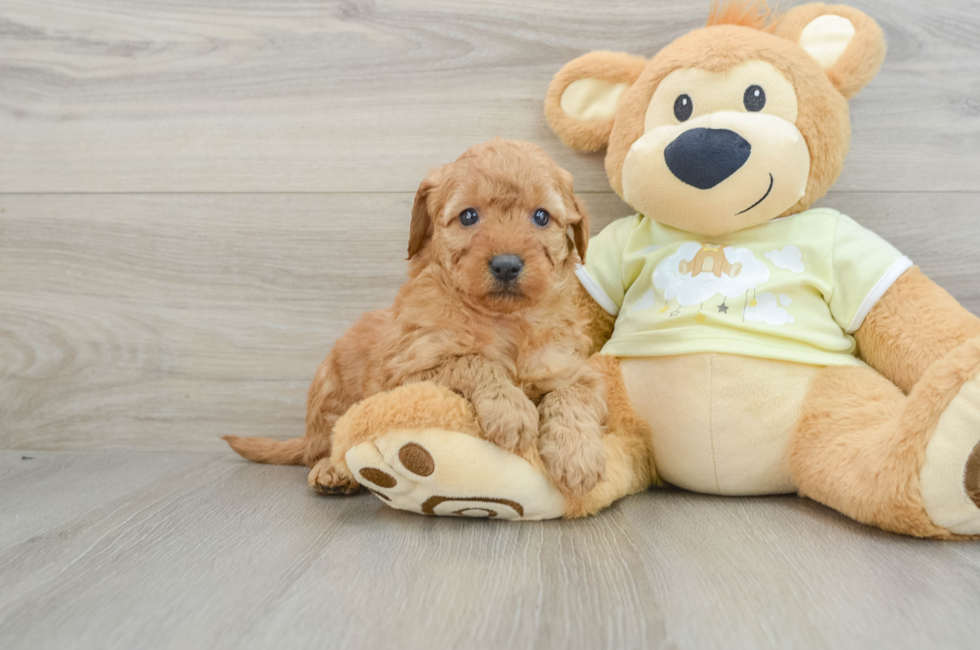 6 week old Mini Goldendoodle Puppy For Sale - Premier Pups