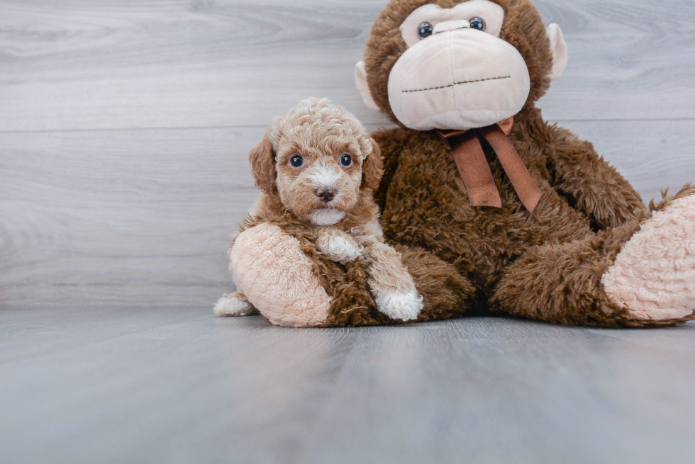 Mini Goldendoodle Pup Being Cute