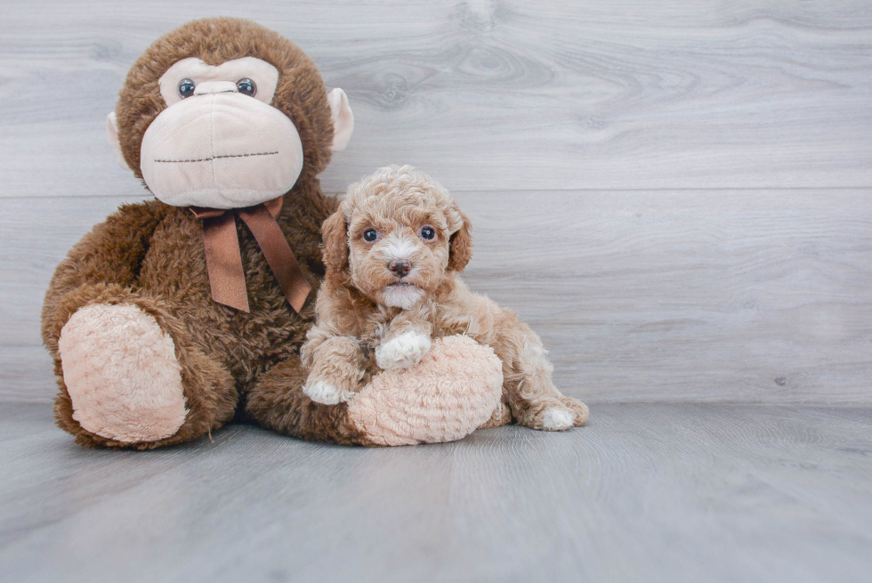 Mini Goldendoodle Pup Being Cute