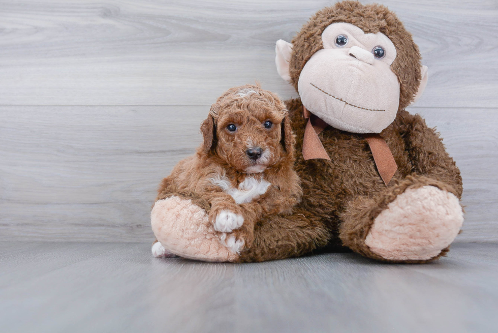 Friendly Mini Goldendoodle Baby